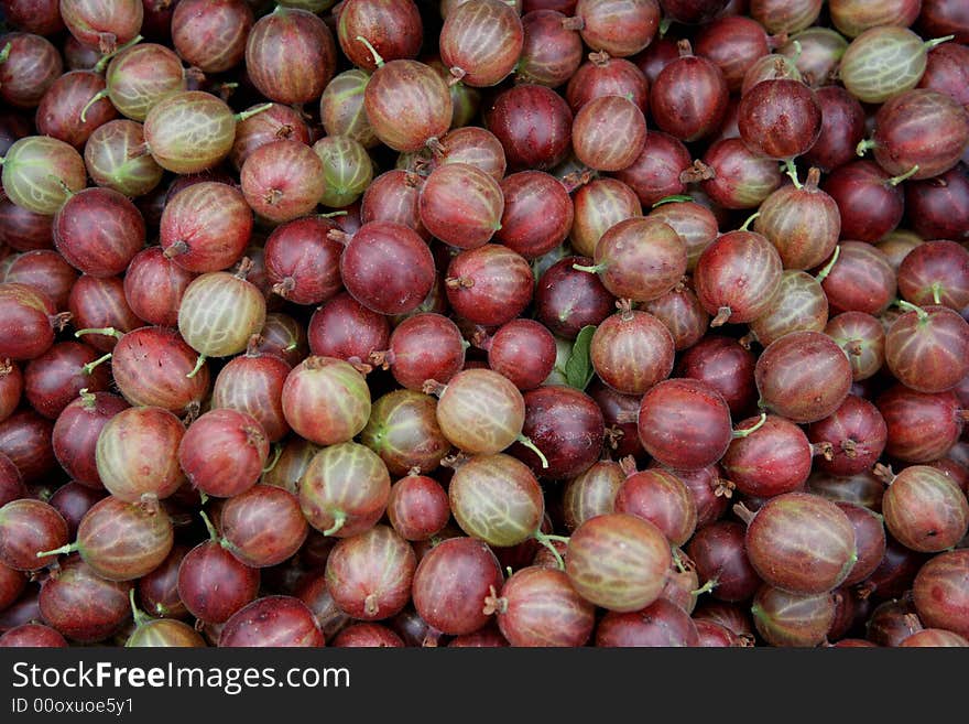 Harvest of gooseberry