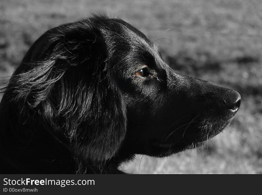 Dog in black and white with beautiful brown eyes