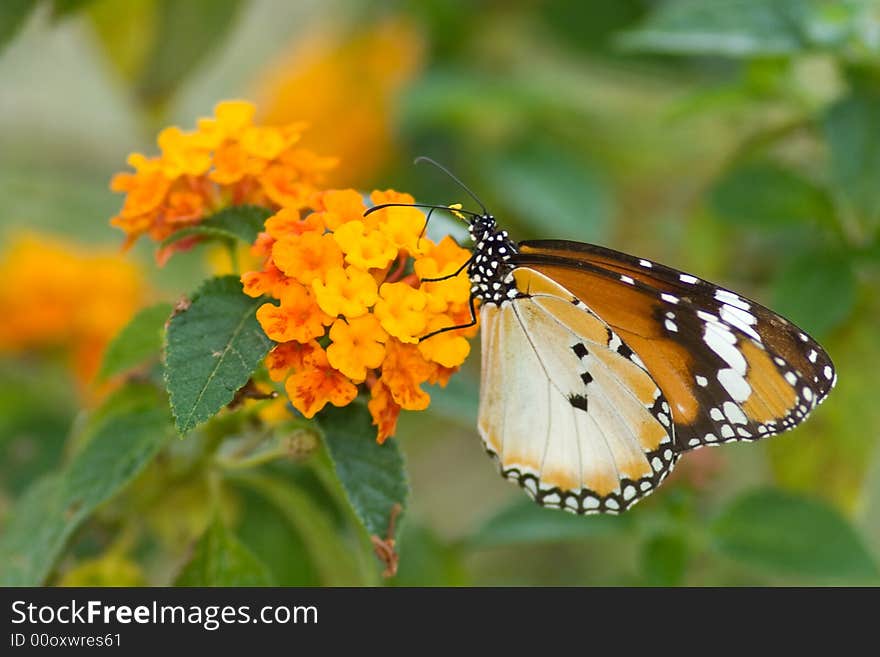 Close-up shot of a beautiful butterfly on a flower