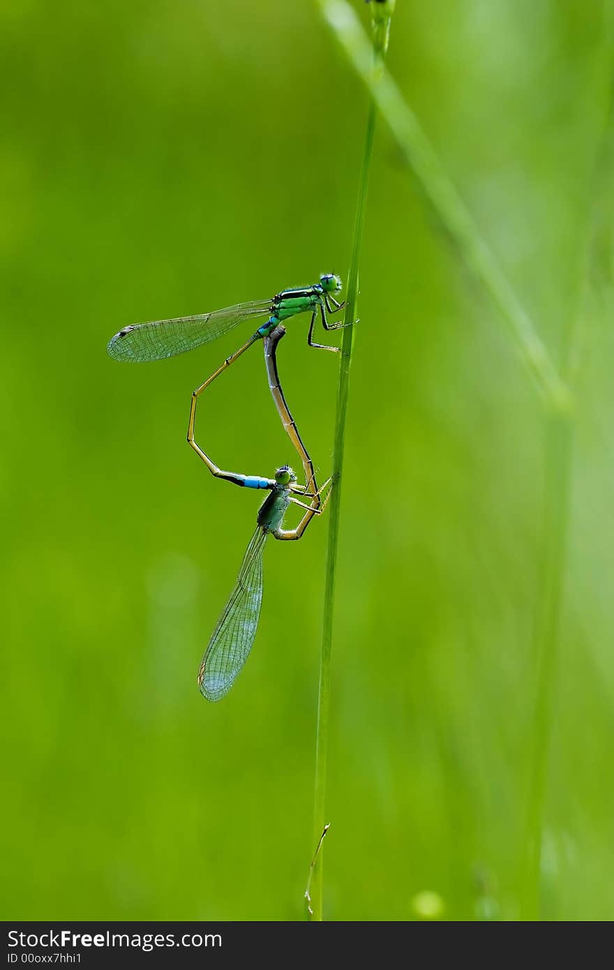 Damselfly