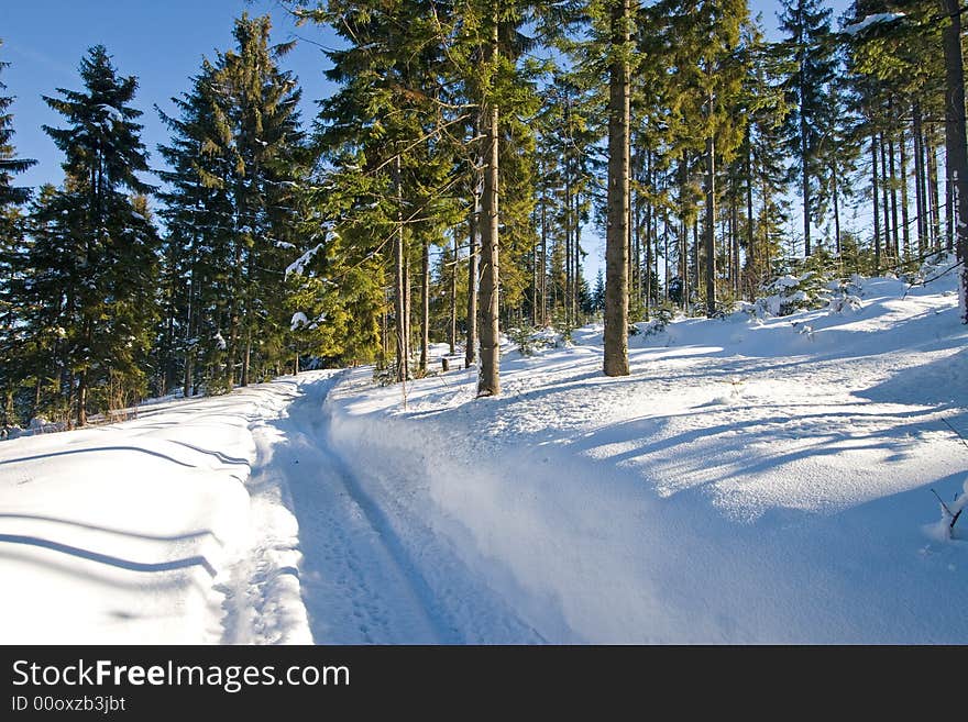 Forest covered by snow, sunny day. Forest covered by snow, sunny day