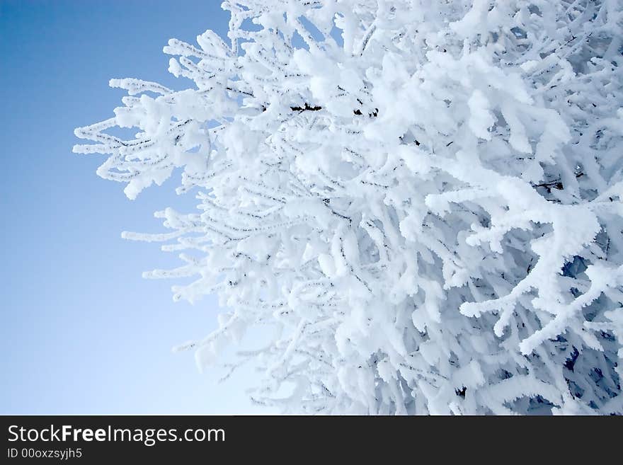 Frosted tree