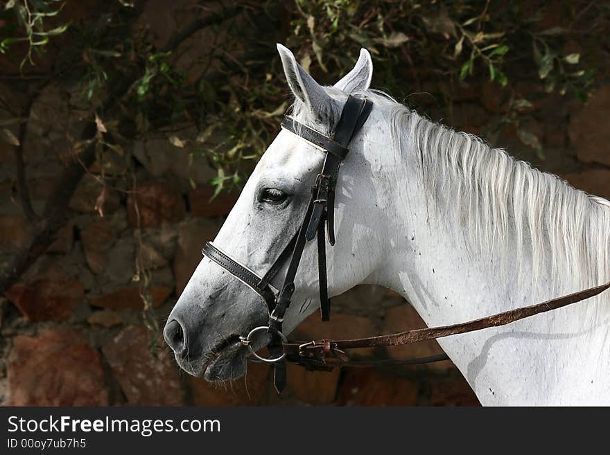 Head of a white horse close up