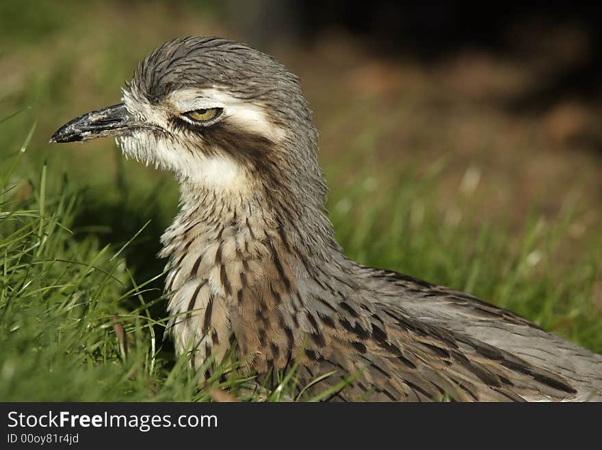 Bush Thick-Knee or Bush Stone-curlew (close-up). Bush Thick-Knee or Bush Stone-curlew (close-up)