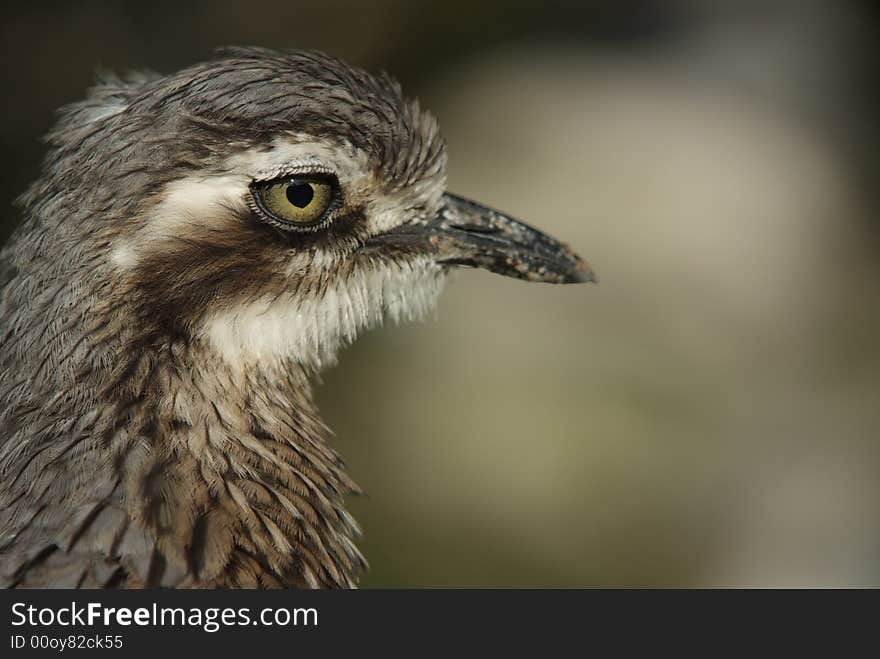 Bush Thick-Knee or Bush Stone-curlew (close-up). Bush Thick-Knee or Bush Stone-curlew (close-up)