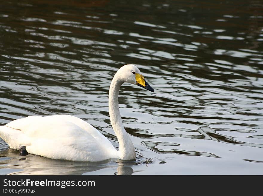 The white swan on a lake