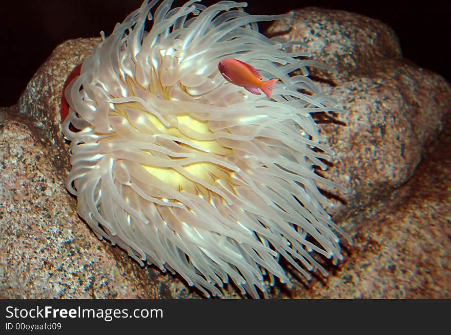 Sea Anemone