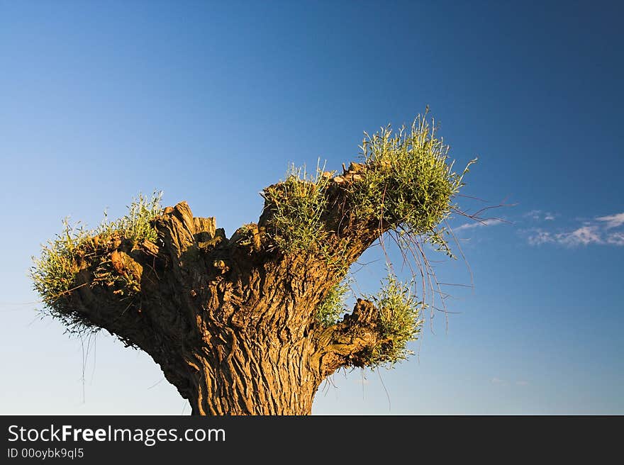 Upper part of a cut willow