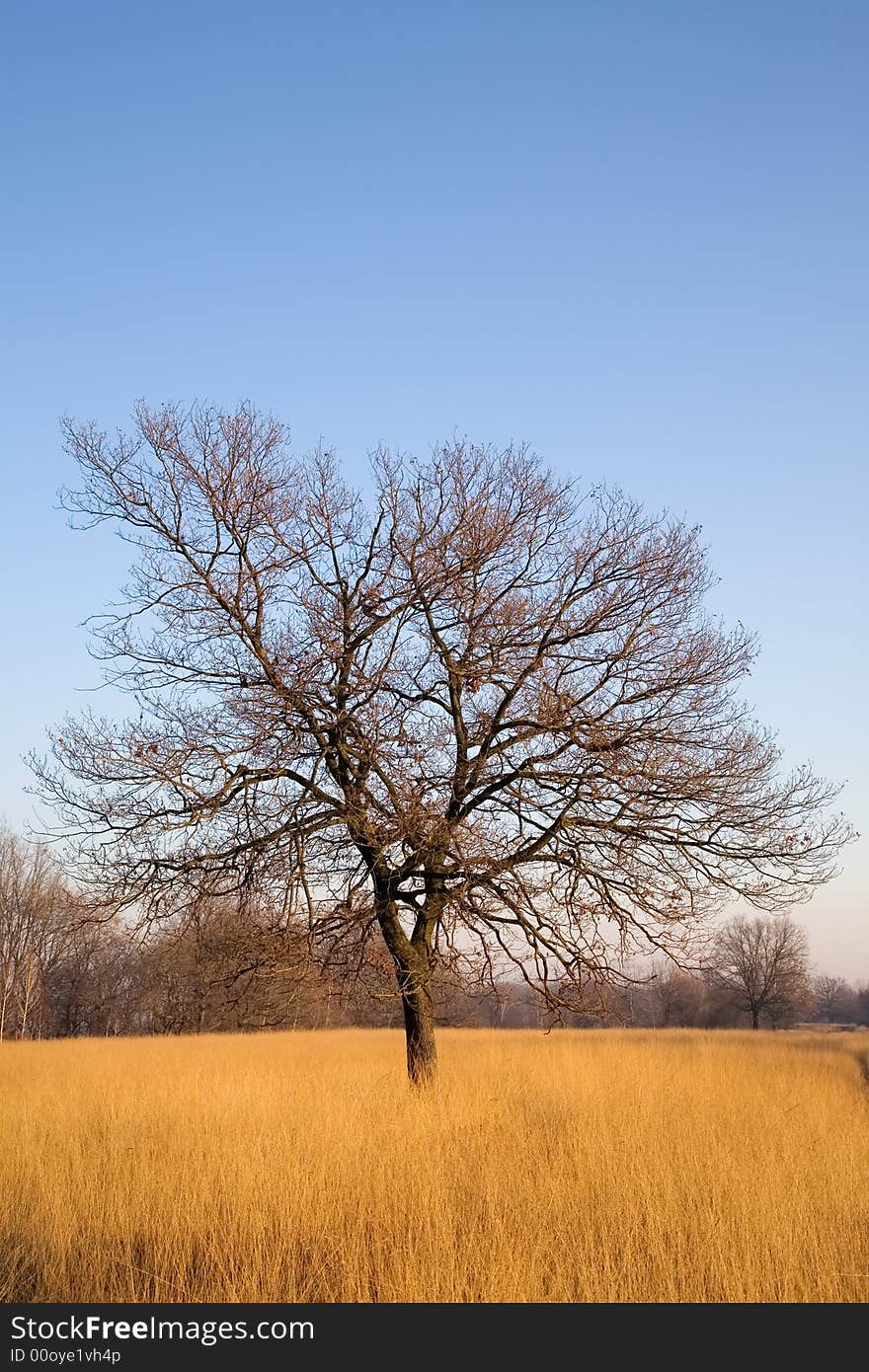 A lonely tree on meadow; clear blue sky on background