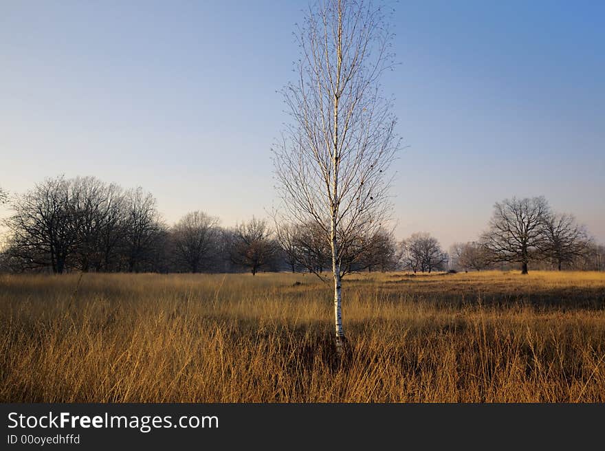 A lonely tree on meadow; clear blue sky on background