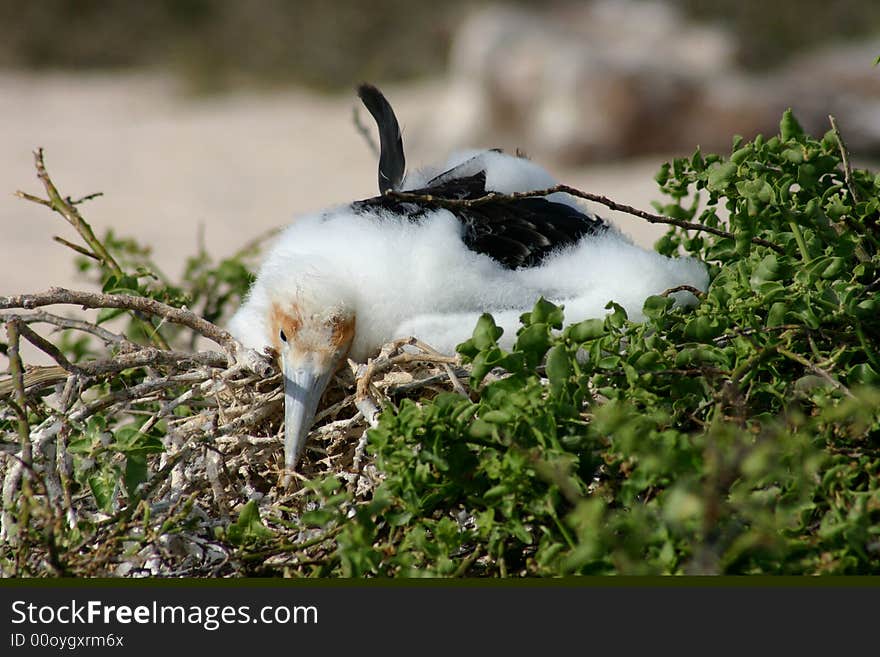 Sleepy Infant Frigate Bird, Galapagos