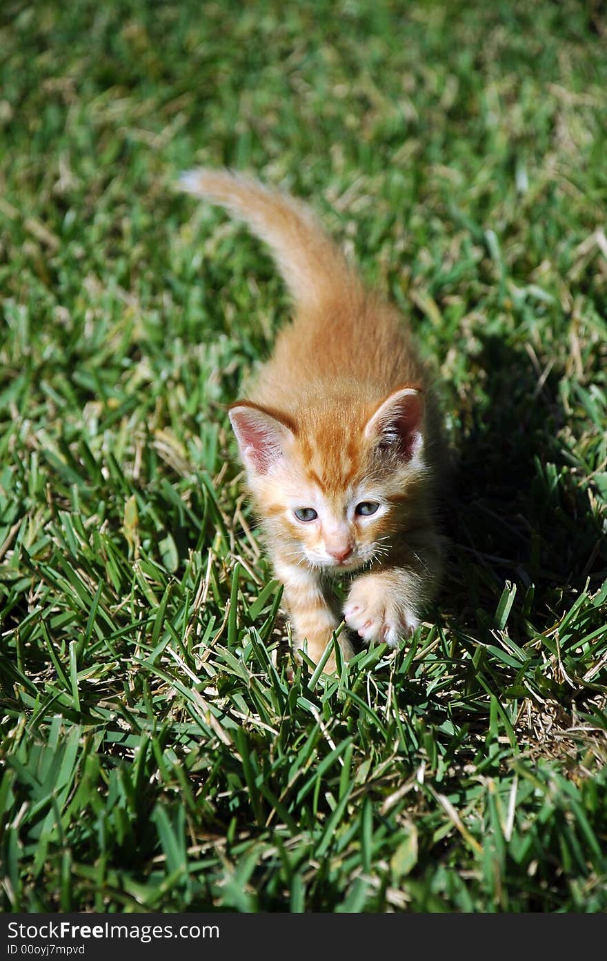 Orange Kitten Taking a Step in the Grass