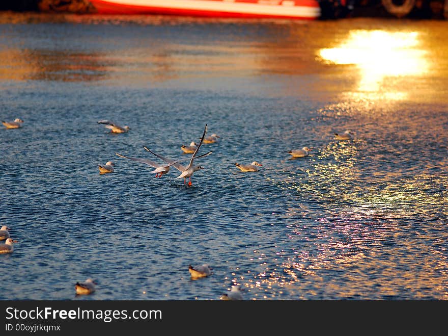 Seagulls approaching to water to catch a fish