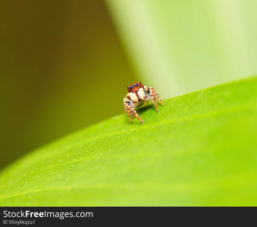 An orange color baby spider. An orange color baby spider