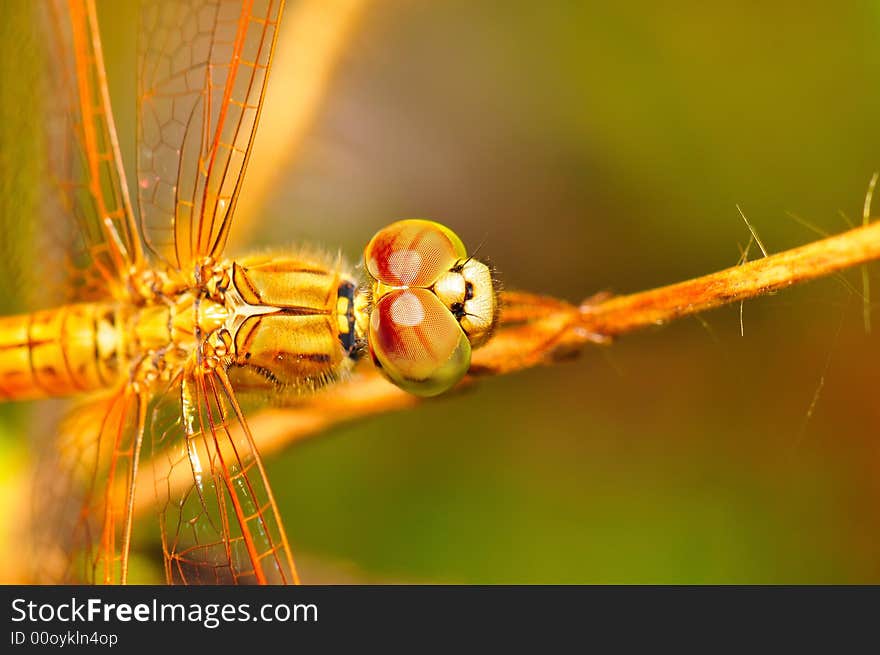 An Orange Dragonfly