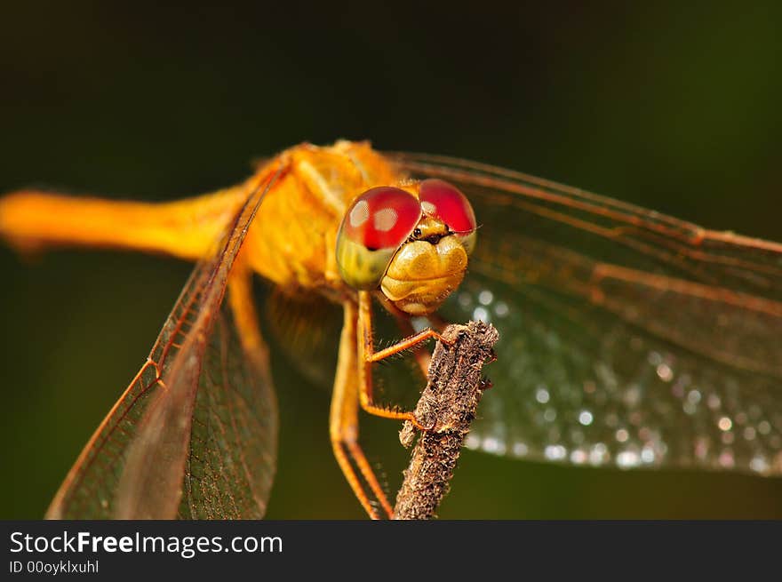 A macro shot of a dragonfly sleeping. A macro shot of a dragonfly sleeping