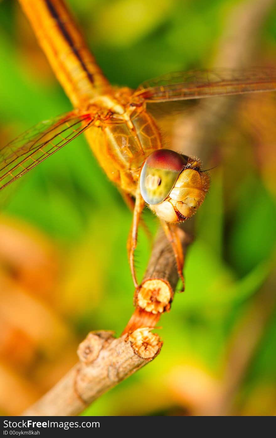 A macro shot of a dragonfly smiling. A macro shot of a dragonfly smiling