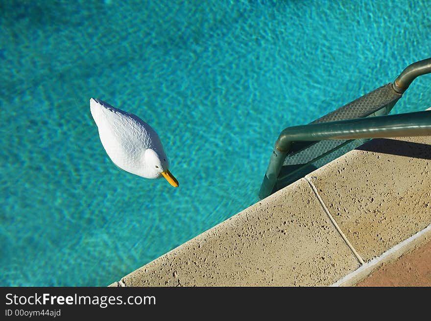 Swimming Pool with Plastic Duck