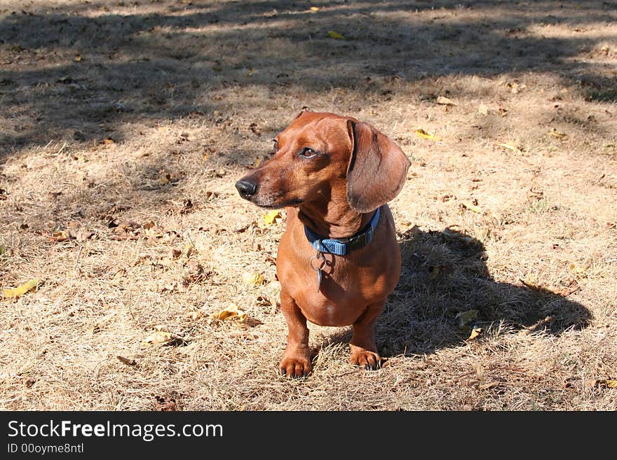 Miniature dachshund pet picture taken at park. Miniature dachshund pet picture taken at park.