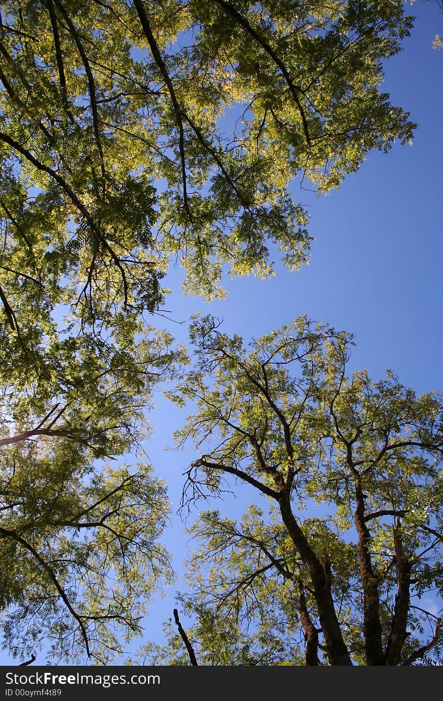 Picture of trees taken at park lying on back and pointing up. Picture of trees taken at park lying on back and pointing up.