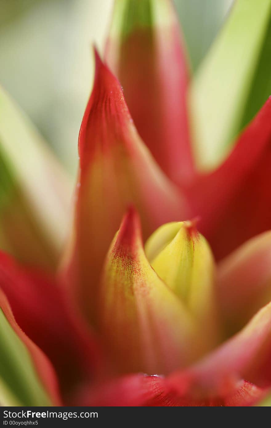 Bromeliad in Bloom