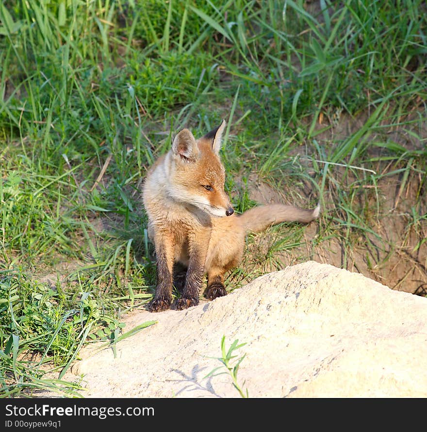 Red Fox ( Vulpes vulpes )