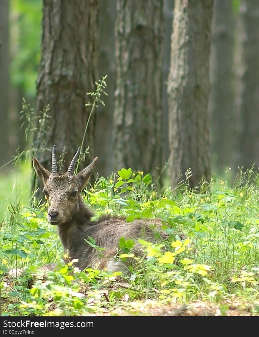 Ibex. Russia hunting, Voronezh preserve.