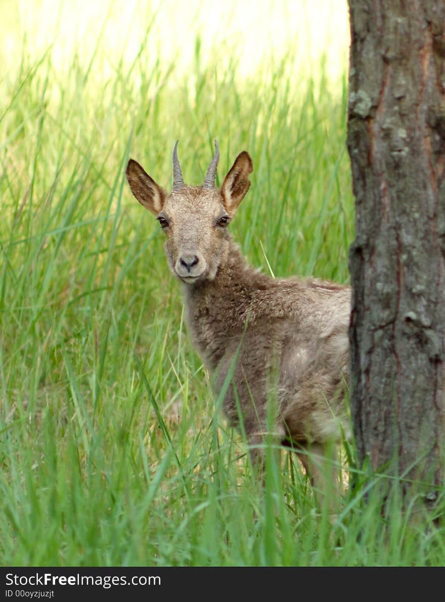 Ibex