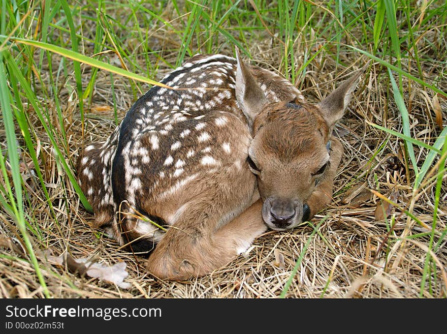 Fallow deer ( Dama dama )