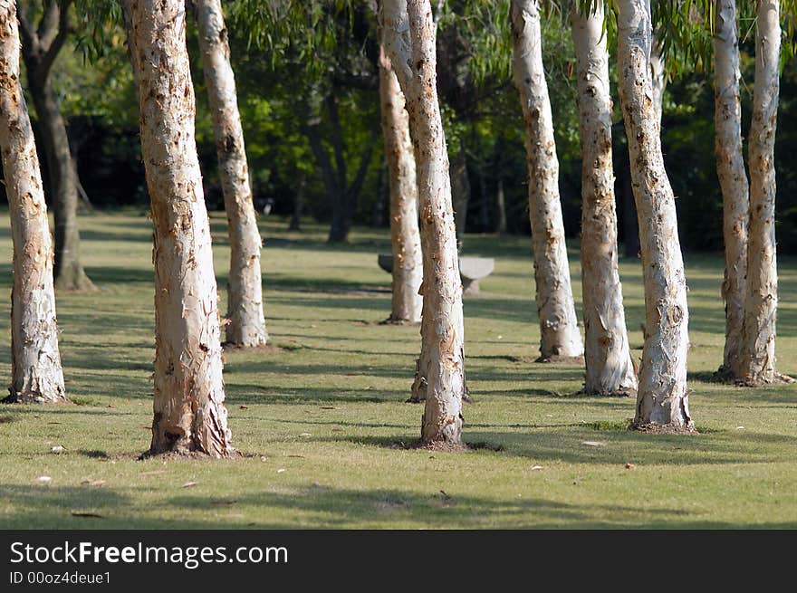 Tree terraces in a row