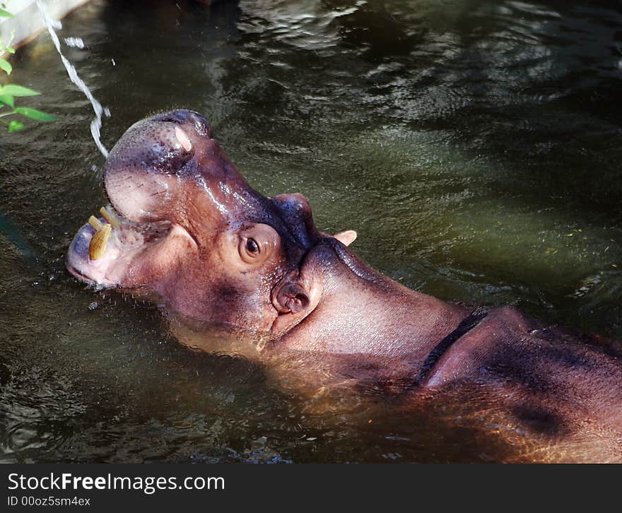 Hippo