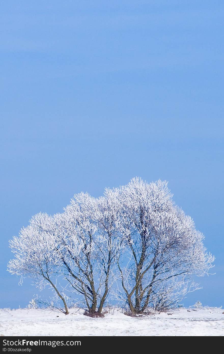 Winter landscape: frozen trees over blue sky