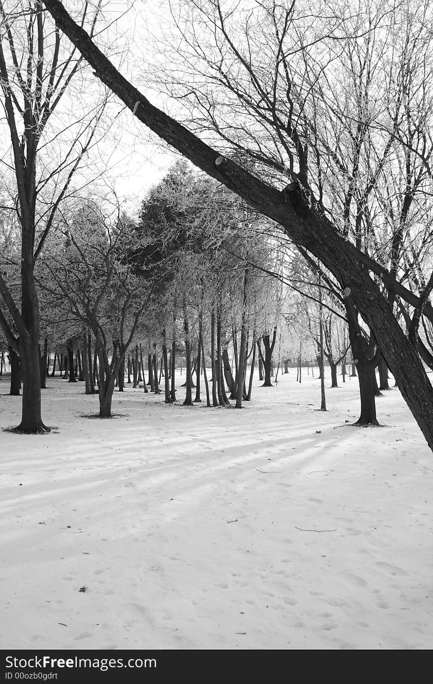 Landscape of trees covered in snow. Landscape of trees covered in snow