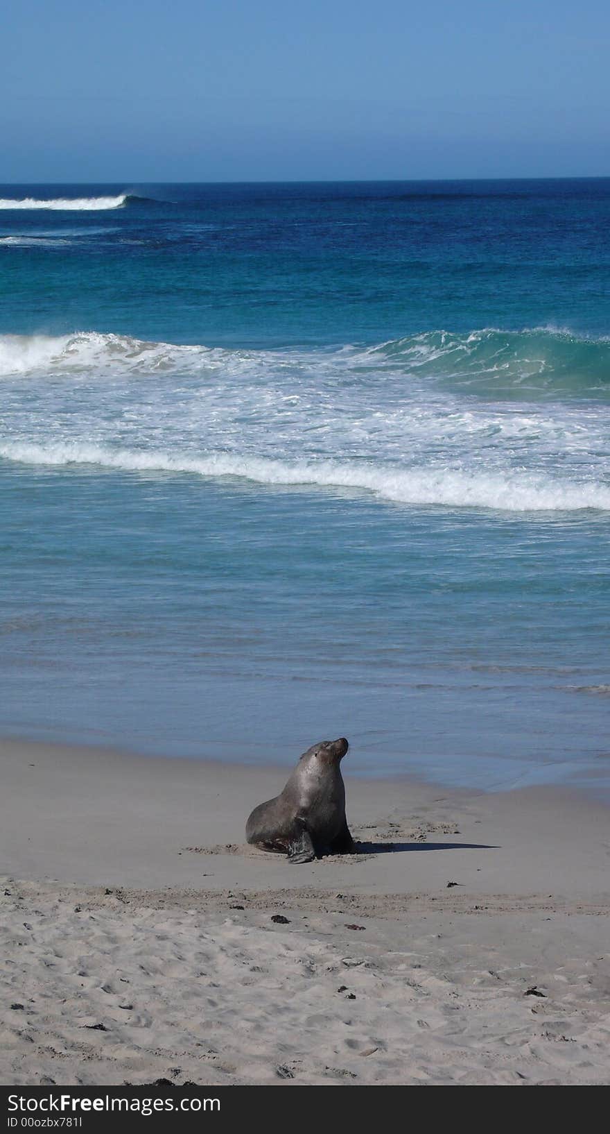 Habitat of Marine Wildlife in Kangaroo Island. Habitat of Marine Wildlife in Kangaroo Island