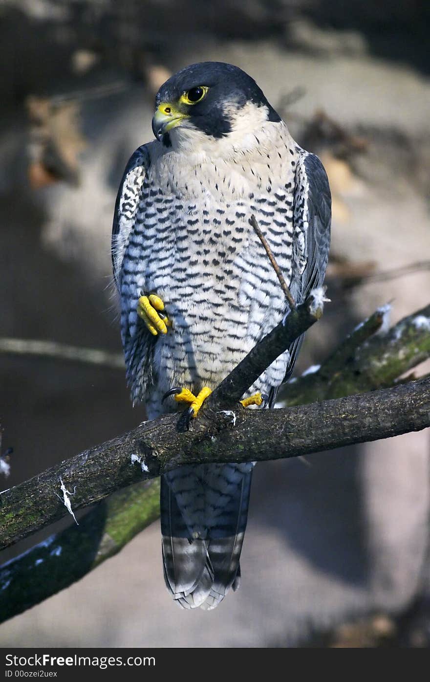 Falcon standing on a branch