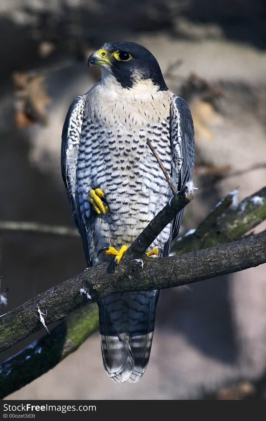 Falcon standing on a branch