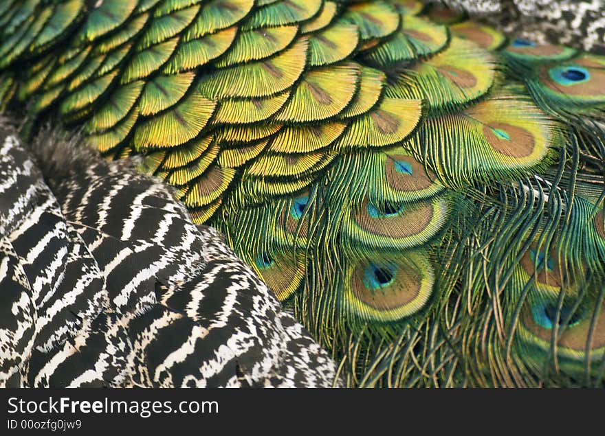 Closeup of Peacock Back Feathers