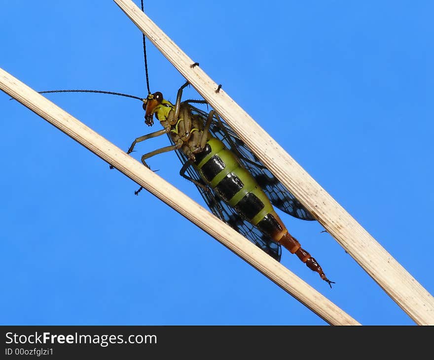 Scorpion Fly