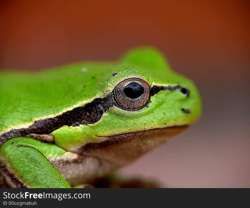 A folding green frog