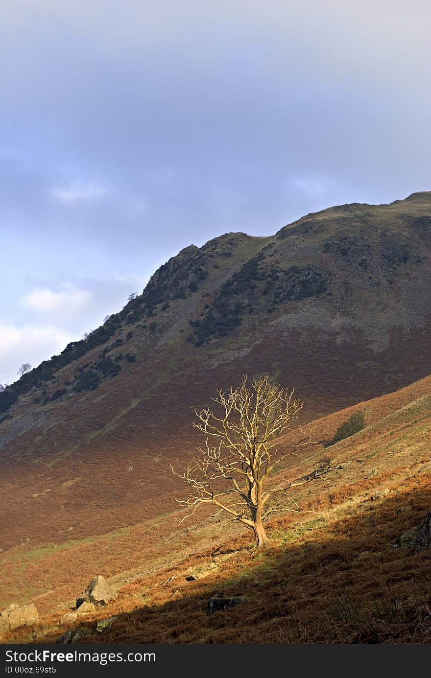 An isolated sunlit winter tree on a mountain slope. An isolated sunlit winter tree on a mountain slope