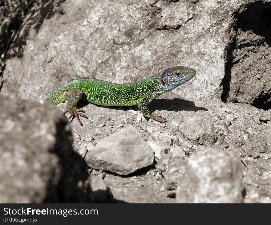 Green lizard among brown stones