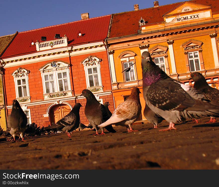 A close image with pigeons walking arround. A close image with pigeons walking arround