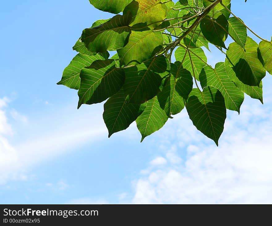 Green leaf blue sky