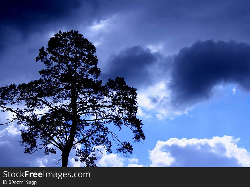 The navy blue sky and tree