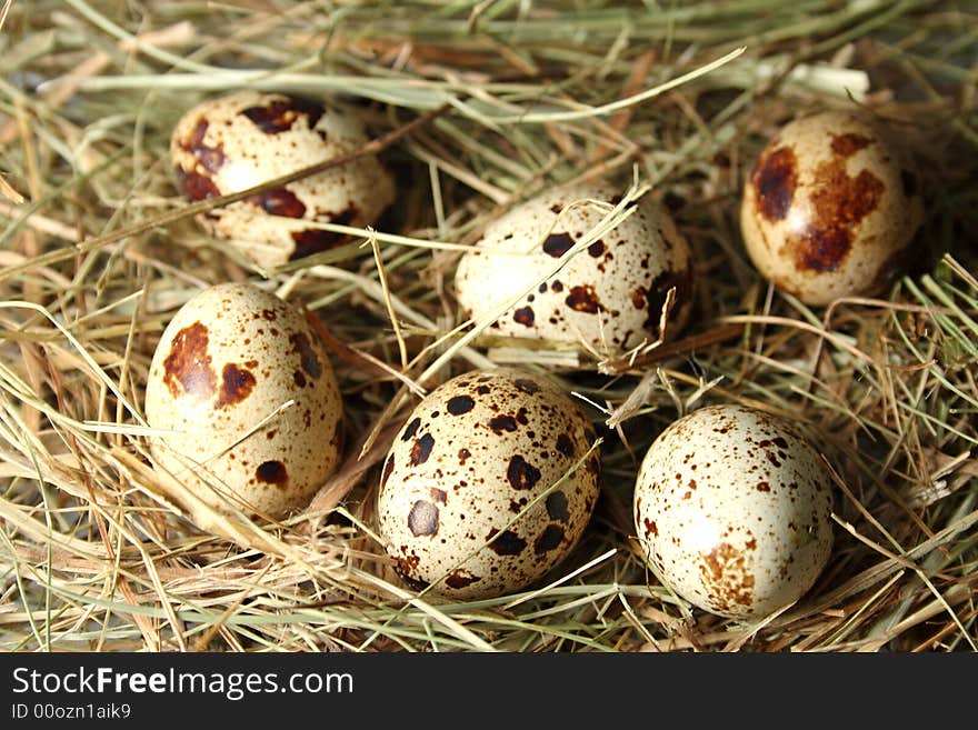 Eggs on the green hay. Eggs on the green hay