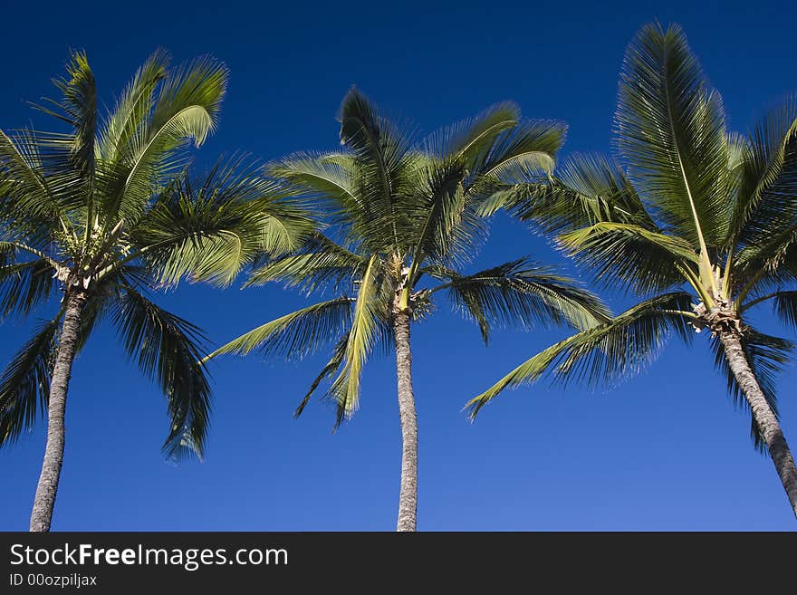 Palm Tree Trio