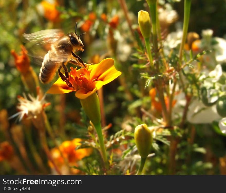 Bee Pollinating Flower