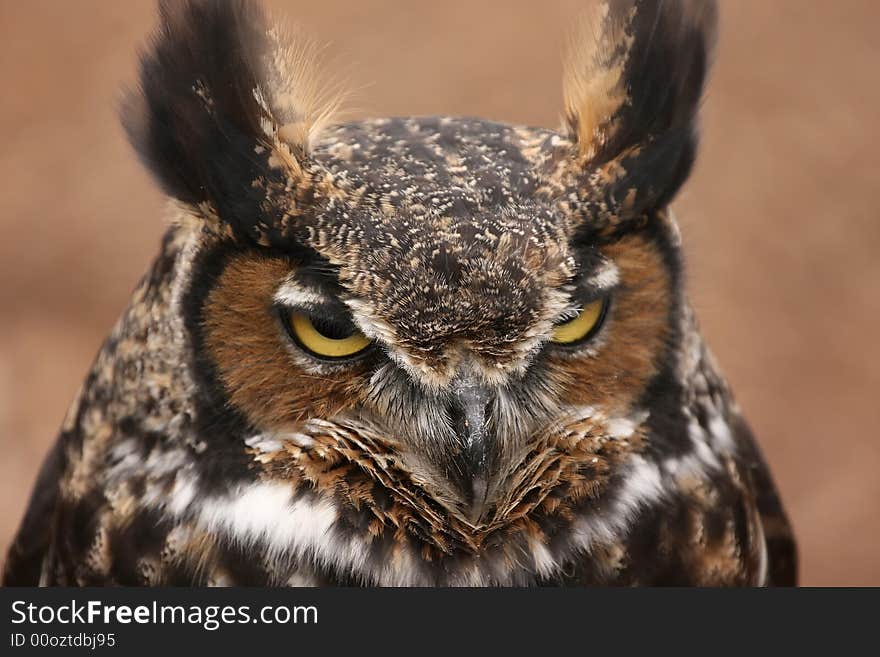 This is the second largest Owl in North America. This is the second largest Owl in North America.