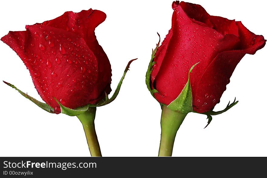 Two isolated red roses that are isolated  . Two isolated red roses that are isolated