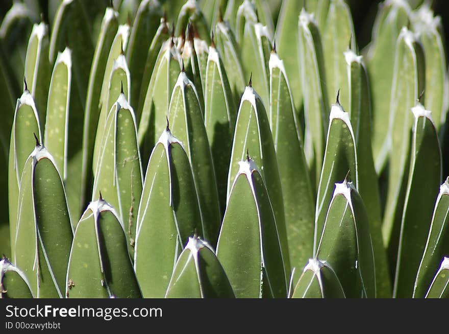 Spiky plant